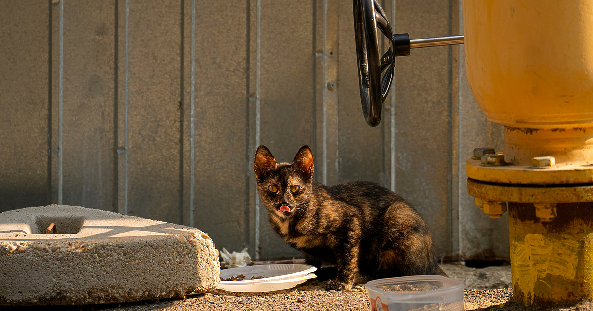 Бургаската полиция издирва мъж, който е прострелял десетки котки и