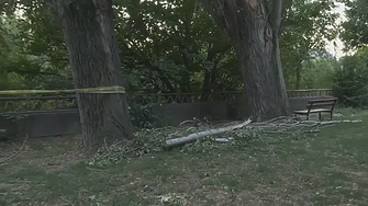 Падналият клон е бил от абсолютно здраво дърво направили сме