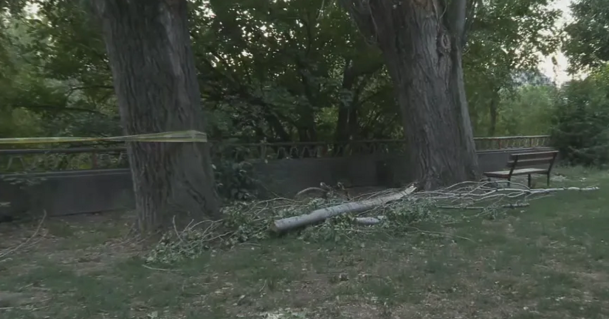 Падналият клон е бил от абсолютно здраво дърво, направили сме