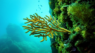 Международно споразумение на ООН за защита на открито море Договорът