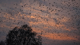 Жеравите в Германия в момента преживяват труден период – птичият