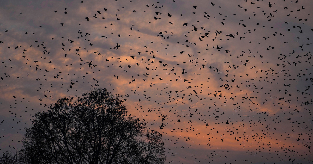 Жеравите в Германия в момента преживяват труден период – птичият