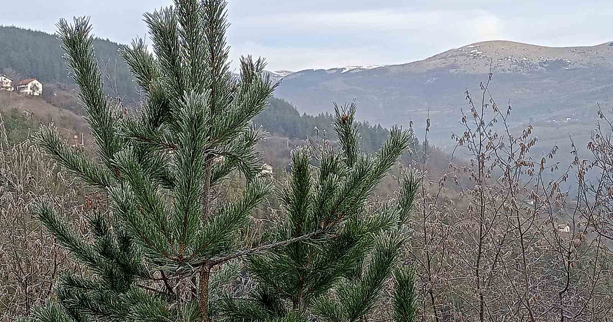 В следващите дни времето ще се определя от циклони в