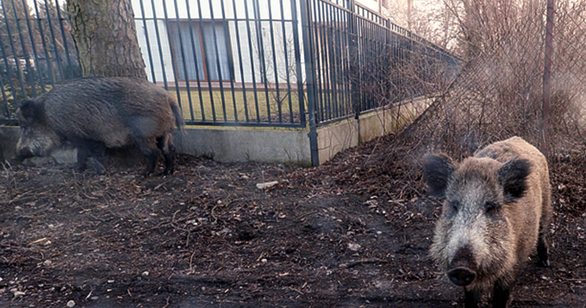 Внезапно изскочило диво прасе на платното е причинило катастрофа на