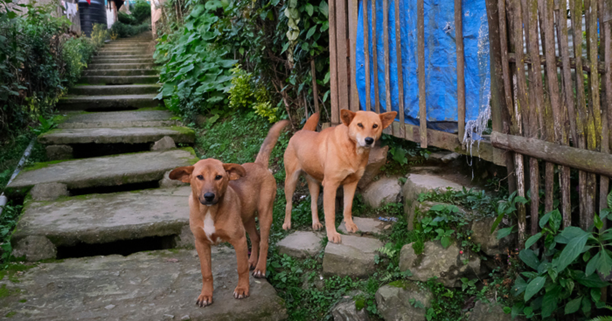 Протест под надслов: Справедливост за Мая и с искане за