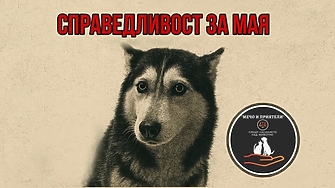 В социалните мрежи се разпространи видео което трудно се гледа