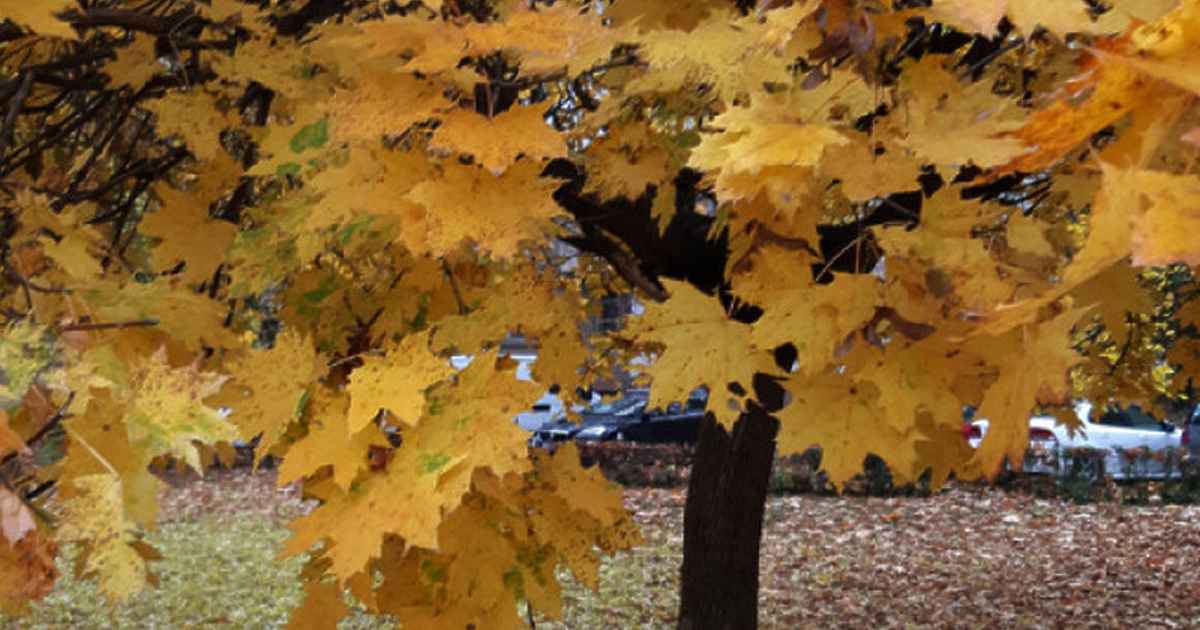 Днес над по-голямата част от страната ще бъде предимно слънчево,
