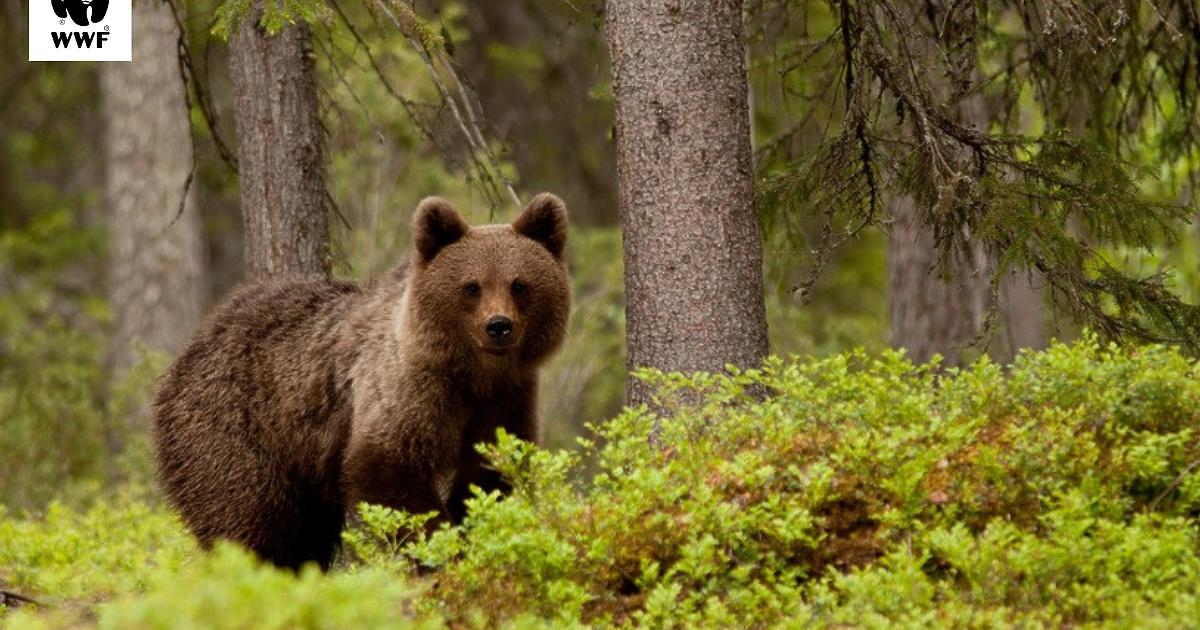 Няма яснота колко са кафявите мечки в България. Срещите на