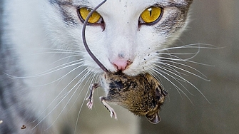 Собствениците на домашни любимци са загрижени котки могат да се