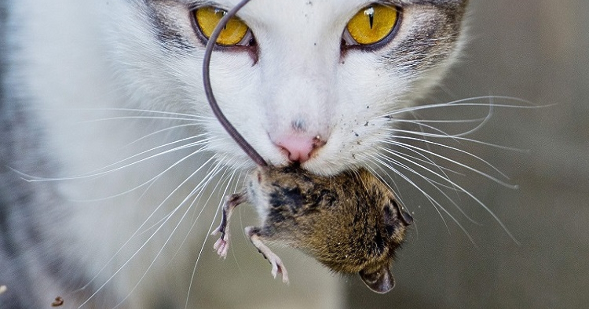 Собствениците на домашни любимци са загрижени: котки могат да се