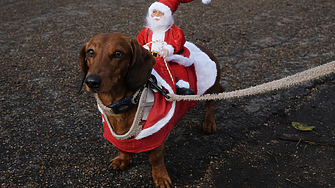 Стотици дакели във весели костюми се събраха в лондонския Хайд