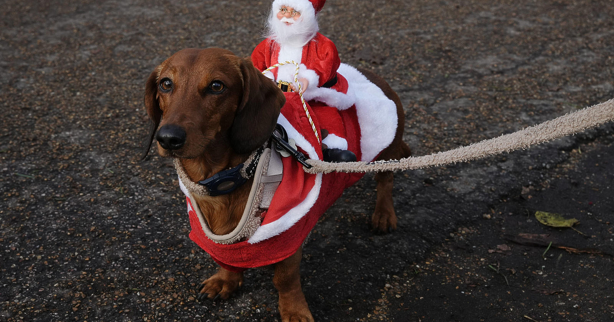 Стотици дакели във весели костюми се събраха в лондонския Хайд
