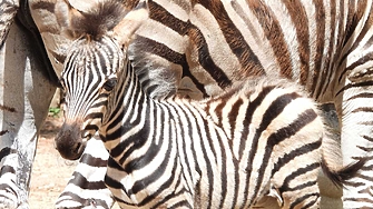 Миналата година се оказа изключително богата на нови попълнения за