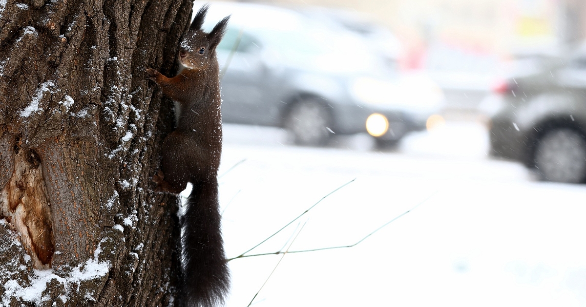 Смразаващият студ в страната постепенно започва да отстъпва, обяви в
