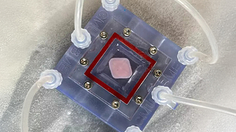 Американски учени обявиха пробив в регенеративната медицина 3D отпечатана човешка