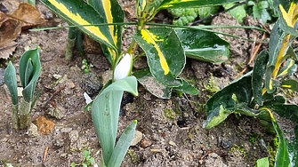 В края на януари времето в България е необичайно топло