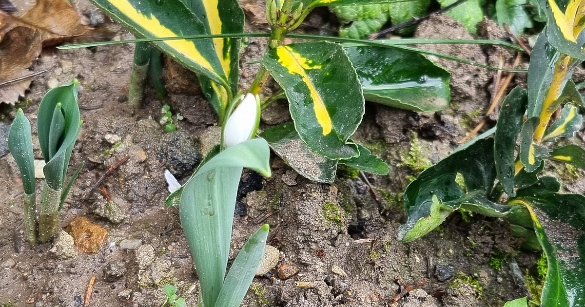 В края на януари времето в България е необичайно топло