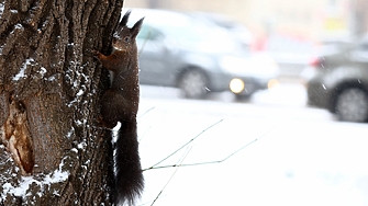 Общо 105 снегопочистващи машини са работили през нощта в София