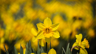 Мъгли, слънце и оскъдни валежи до средата на март