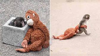 Историята на малката японска снежна маймунка Пънч от зоологическата градина