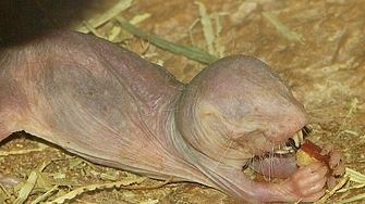 Учени прехвърлиха "ген на дълголетието" от гол земекоп в мишки