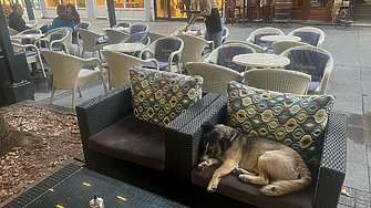 Цените в заведенията със 110% скок за 10 г., а браншът намеква за фалити, ако няма 9% ДДС