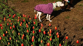 Ранните прогнози допускат че истинското усещане за пролет ще настъпи