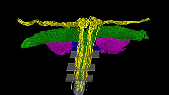 Учени създадоха за пръв път 3D карта на клитора