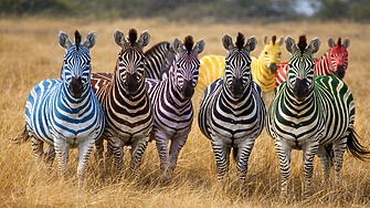 В неделя следете в Клуб Z осмия извънреден кръг от шампионата за зебри