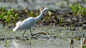 Едновременно: жълт код за слана и високи температури днес