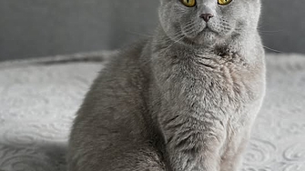 Най-известният котарак в България почина